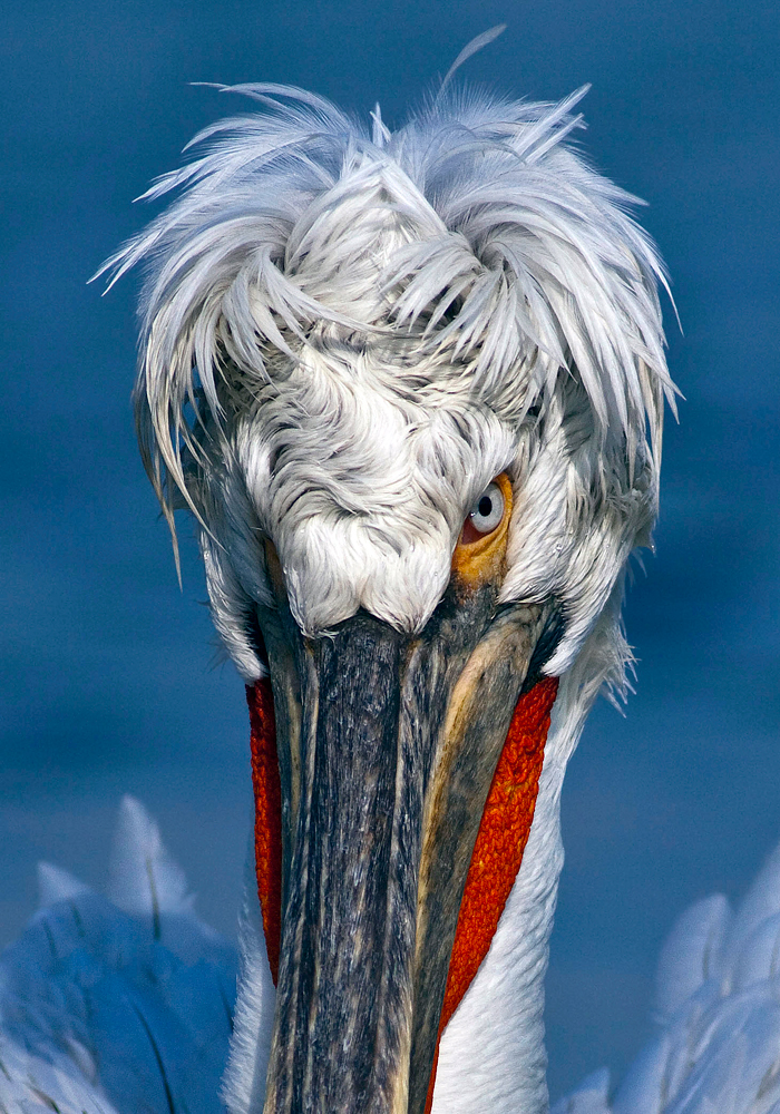 dalmatian-pelican-by-steve-mills-web-version