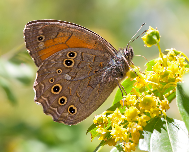 butterflies & birds of north greece