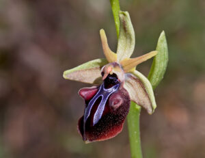 Ophrys mammosa