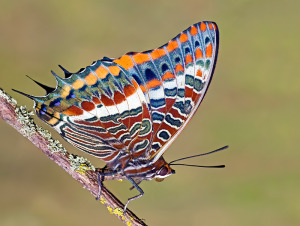 Two-tailed Pasha