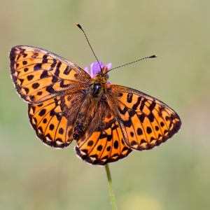 Butterflies of Greece - Greenwings Wildlife Holidays