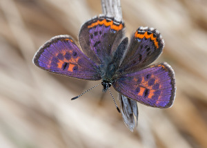 Male Violet Copper
