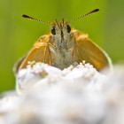 Essex Skipper by Matt Berry