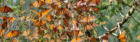 Millions of Monarchs in Mexico!