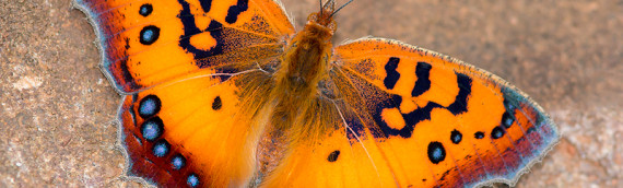 Butterflies of South Africa – an exclusive holiday!
