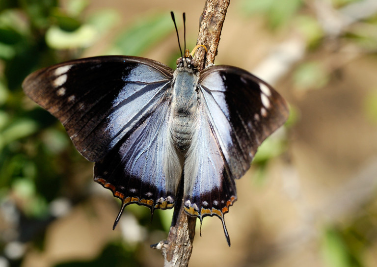 charaxes-phaeus-phaeus-female-demon-charaxes - Greenwings Wildlife Holidays