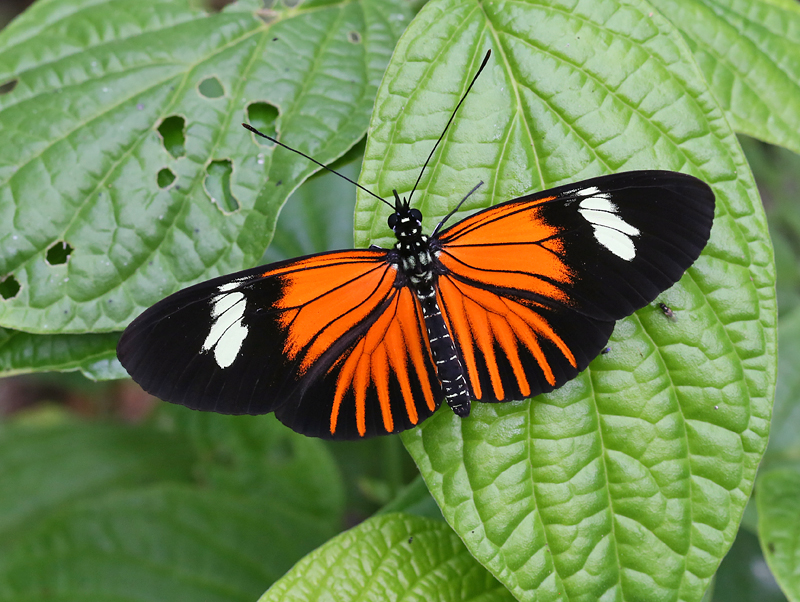 Butterflies of Peru - Greenwings Wildlife Holidays