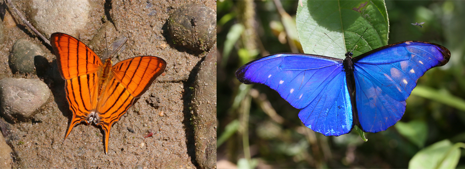 Butterflies of Peru - Greenwings Wildlife Holidays