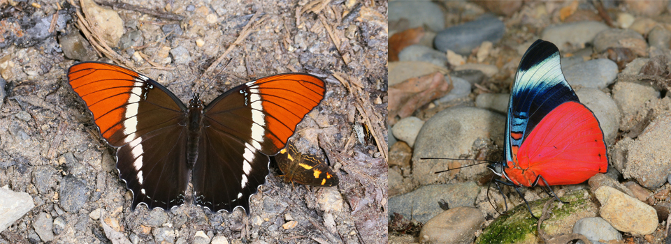 Butterflies of Peru - Greenwings Wildlife Holidays