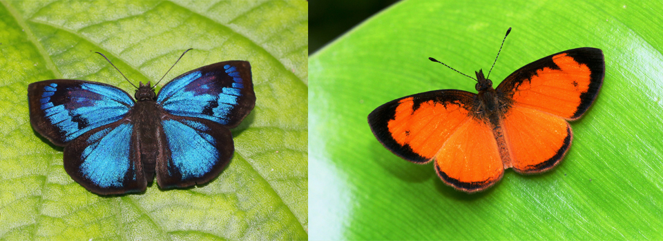 Butterflies of Peru - Greenwings Wildlife Holidays