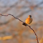 Stonechat