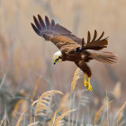 Marsh Harrier by Steve Mills