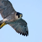 Peregrine Falcon by Richard Taylor-Jones