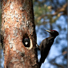 Black Woodpeckers (c) Steve Branley