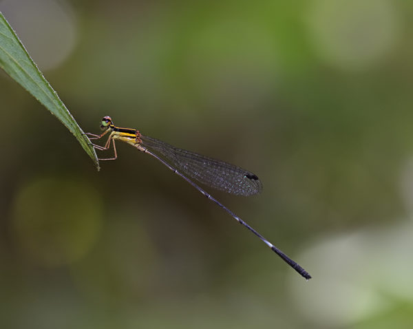 Dragonflies of Sri Lanka - Greenwings Wildlife Holidays