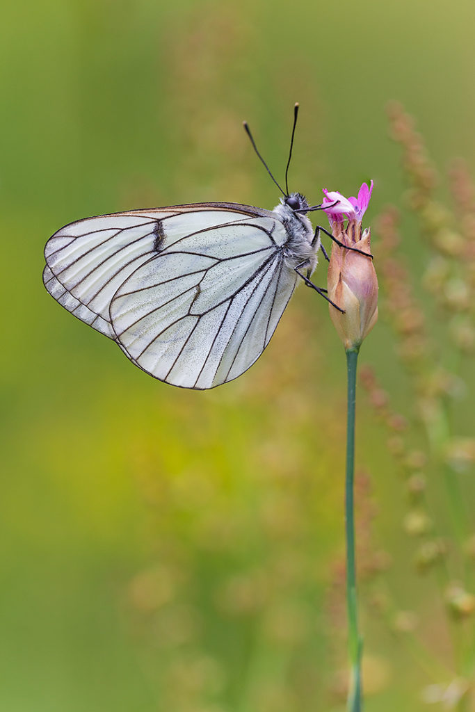 Black-veined White