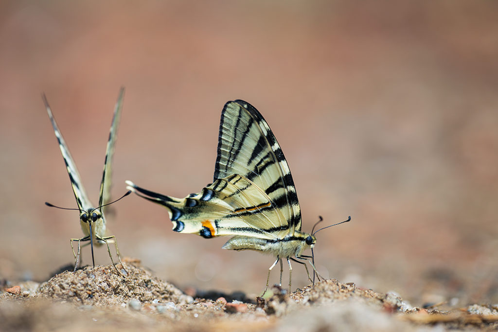Scarce Swallowtail