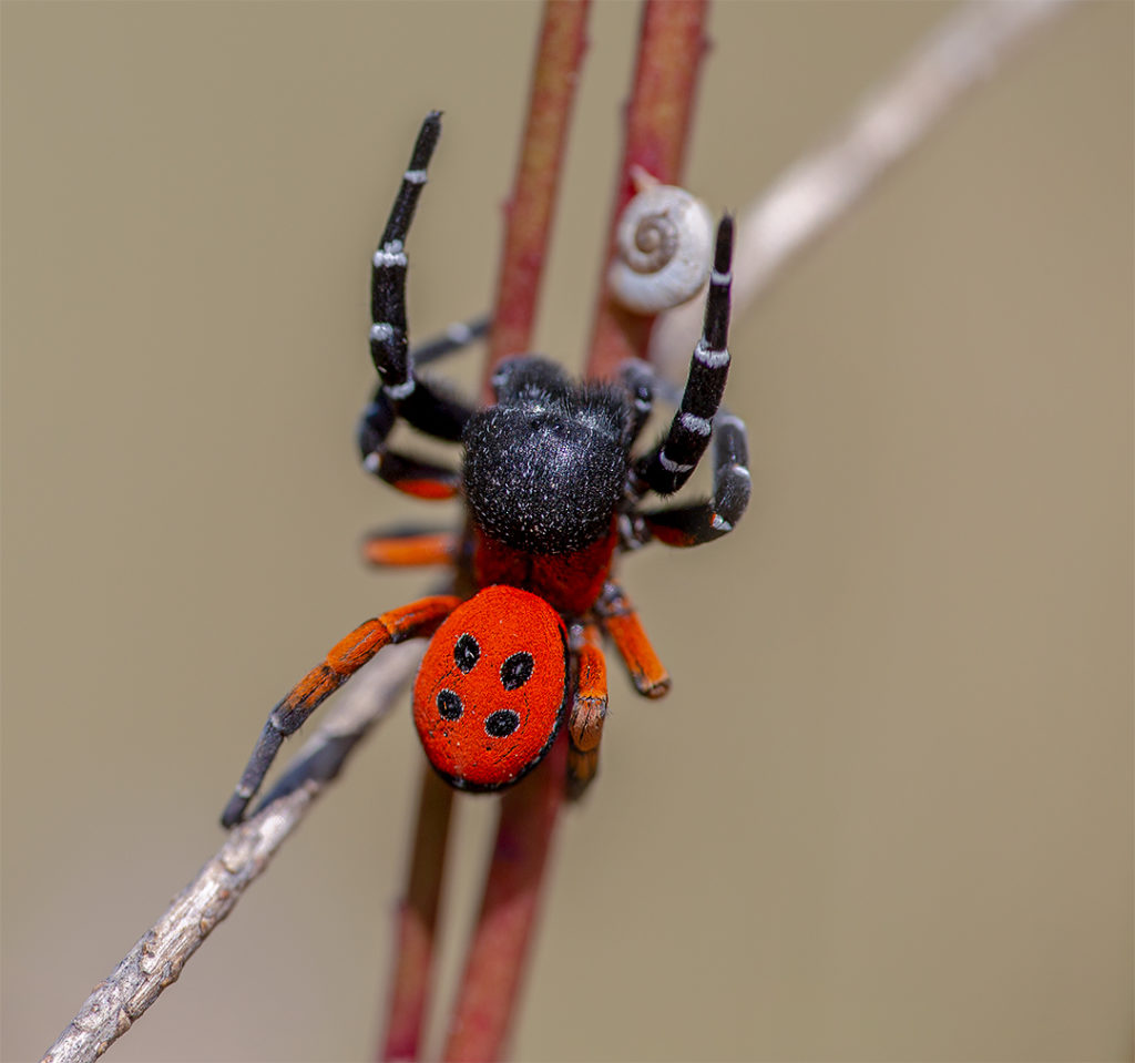 Male Ladybird Spider