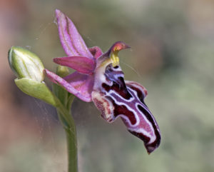 Ophrys cretica ssp. belonaie