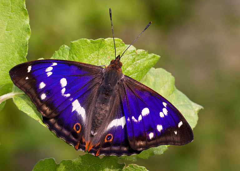 Sussex Butterflies: Purple Emperor & other woodland wonders ...