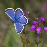 Sussex Summer Safari