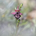 Ophrys cretica subsp. beloniae