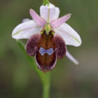 Ophrys lucis