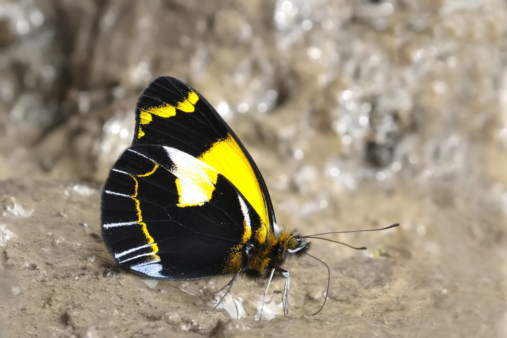 Delias Meeki Hypochrysis - Greenwings Wildlife Holidays