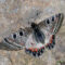 False Apollo - 1 final place to find this butterfly in it's Eastern frontier!