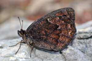 Butterflies of Slovenia in High Summer - deposit only