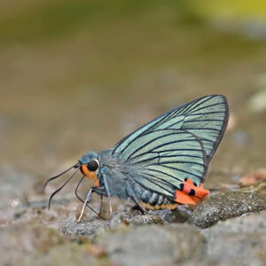 Butterflies of Northeast India 2026