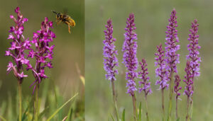 Orchids of Hampshire 21st June 2026