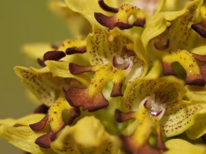 Orchids & Other Wildlife Wonders of Anatalya
