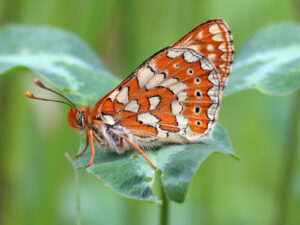 Butterflies of The French Pyrenees - Image 5