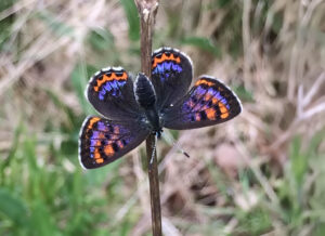 Butterflies of The French Pyrenees