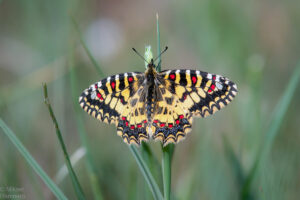 Butterflies of The French Pyrenees - Image 3