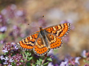 Butterflies of The French Pyrenees - Image 2