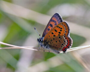 Butterflies of The French Pyrenees - Image 4