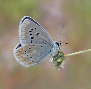 Butterflies of The French Pyrenees - Image 6