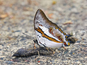 Butterflies of Thailand - Image 6