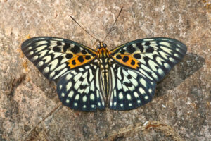 Butterflies of Thailand