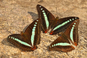 Butterflies of Thailand - Image 4