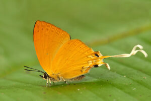 Butterflies of Thailand - Image 5