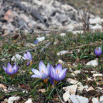 Early Spring Bulbs in The Peloponnese