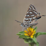 Butterflies of the Amanos Mountains