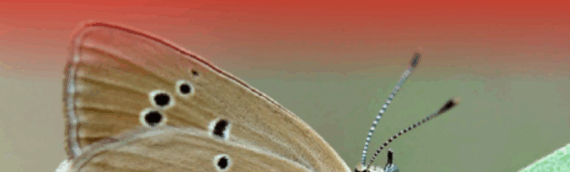 European Red List of Butterflies