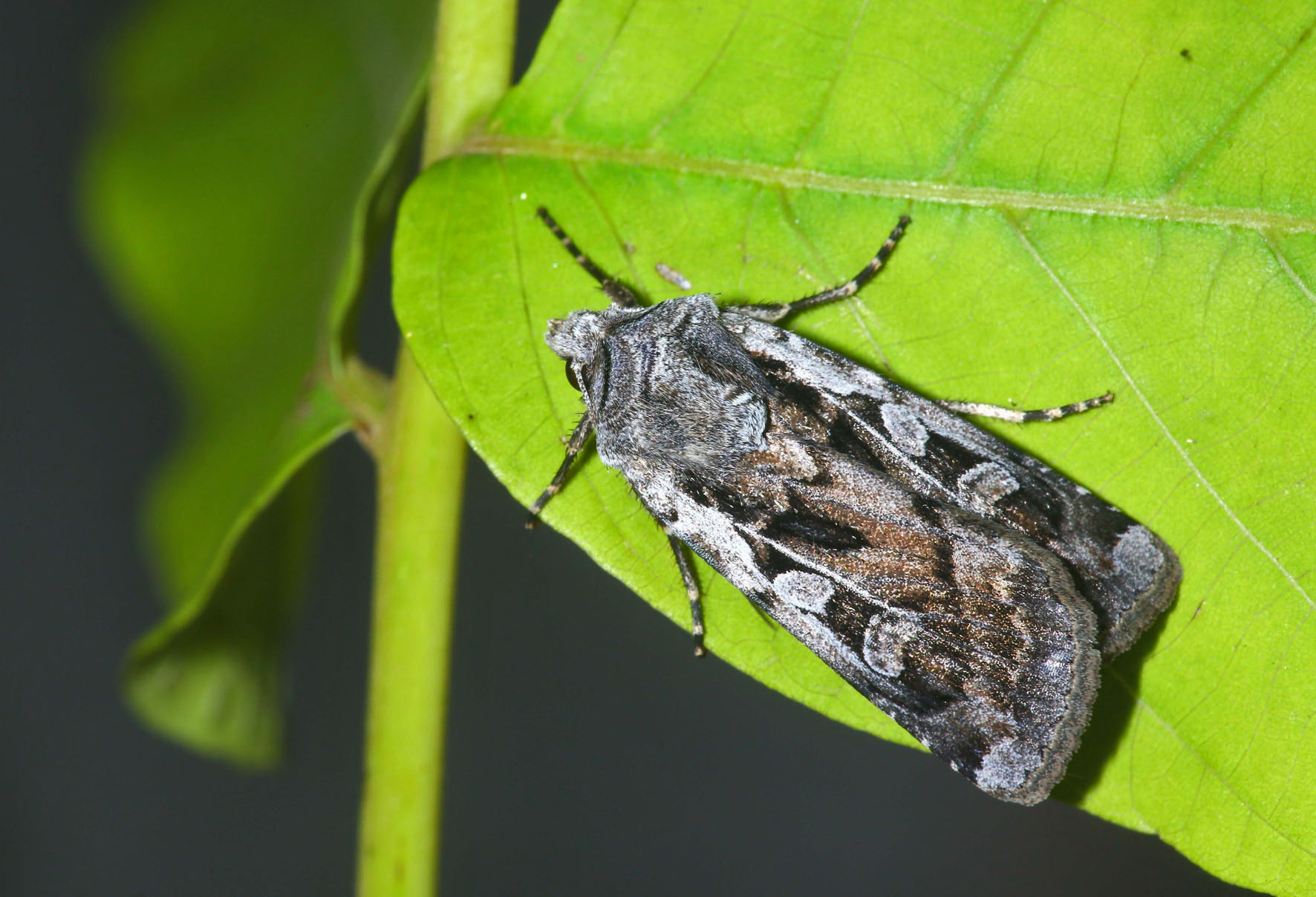 Euxoa vitta_Winged Wonders- Hungarian Moths, Cranes, & Their Epic ...