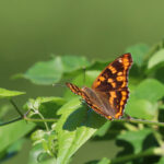 Wildlife of the Black Sea Coast
