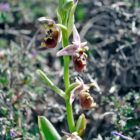 Ophrys chiosica photo taken on the Greenwings Rhodes Orchid Odyssey tour.