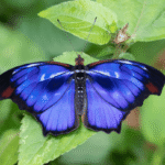 Jewels of the Jungle: Butterflies of Iguazu, Brazil & Argentina